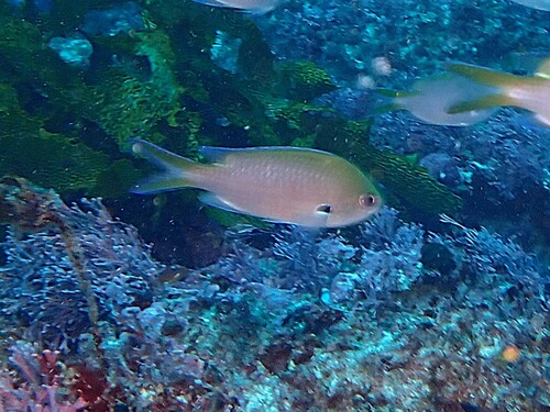 Chromis westaustralis observed 2026-07-11
