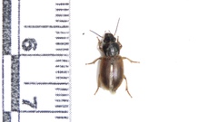 Anisodactylus sanctaecrucis