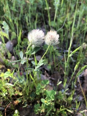 Trifolium olivaceum