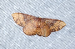 Metallaxis semipurpurascens