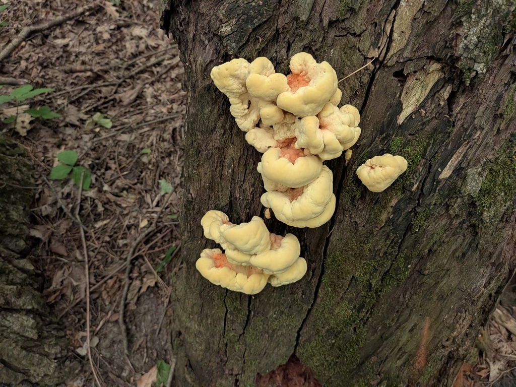 chicken of the woods · July 2026 · photo: Photo: (c) Kalvin Chan, some rights reserved (CC BY) · iNaturalist