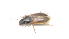 Anisodactylus sanctaecrucis