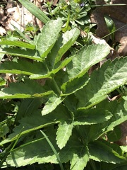 Pastinaca