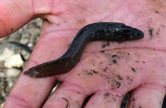 Cebidichthys violaceus