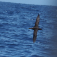 Pseudobulweria rostrata