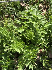Pastinaca