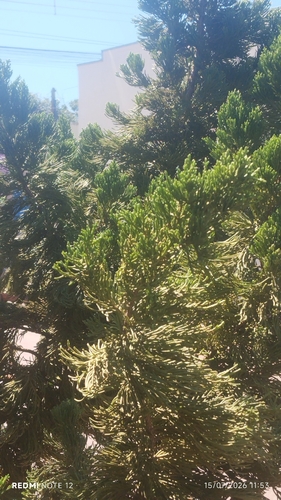Chinese juniper