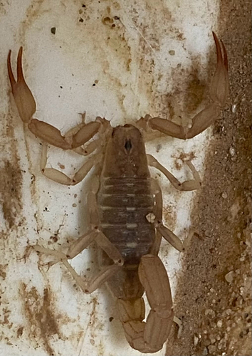 Russell's Scorpion