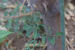 Euphorbia graminea
