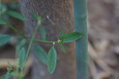 Euphorbia graminea