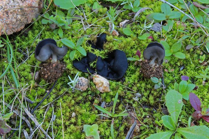 Helvella helvellula