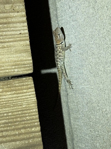 iNaturalist observation photo of Desert Spiny Lizard
