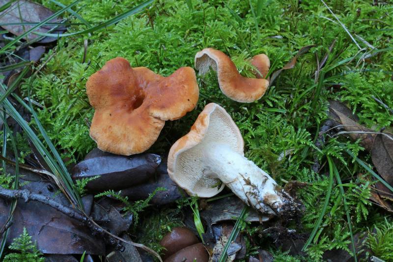 Hydnum sect. Rufescentia
