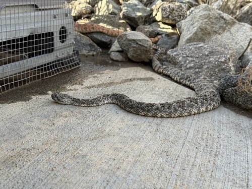 iNaturalist observation photo of Southwestern Speckled Rattlesnake