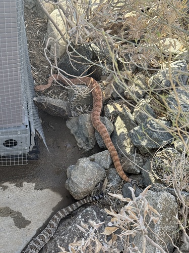 iNaturalist observation photo of Southwestern Speckled Rattlesnake