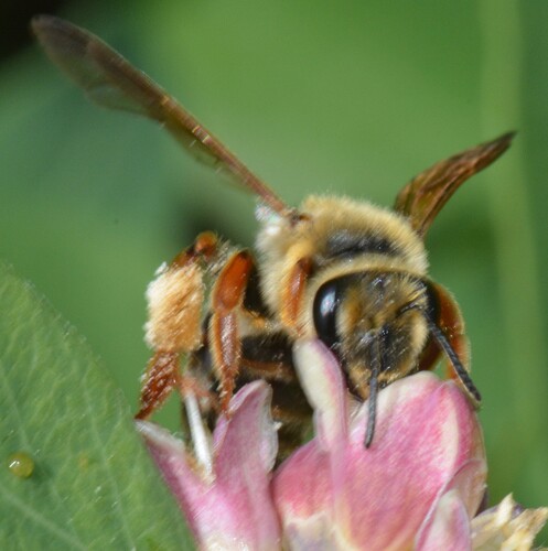 Prunus Miner Bee
