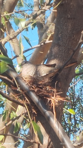 Scaled Dove