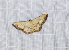 Idaea phaeocrossa