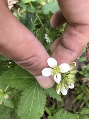 Cardamine diphylla