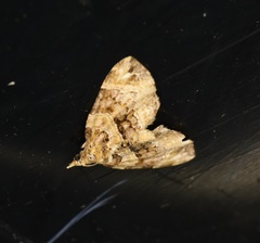 Chaetolopha incurvata