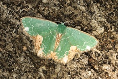 Eucyclodes albisparsa