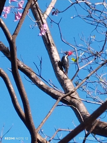 Lineated Woodpecker