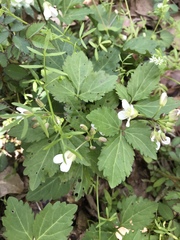 Cardamine diphylla
