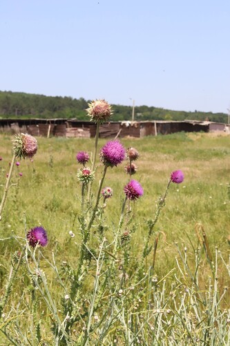 musk thistle