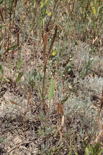 Schwarzenberg's plantain