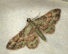 Gymnoscelis taprobanica