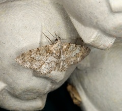 Myrioblephara simplaria