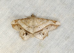 Chiasmia monticolaria