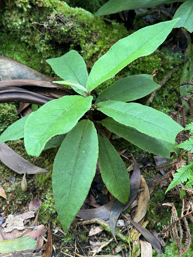 Clermontia parviflora observed 2026-07-06
