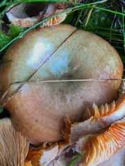 Lactarius aurantiosordidus