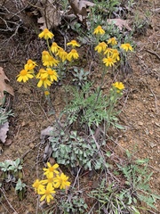 Packera antennariifolia