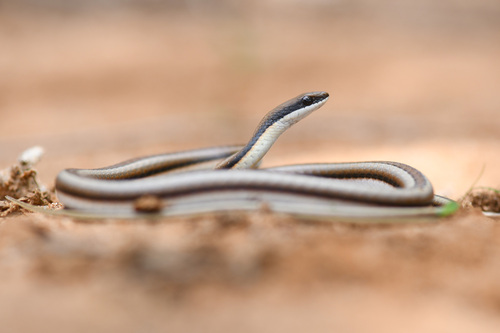 Photo of a Beautiful Sand Snake (Psammophis pulcher)