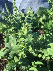 Atriplex gmelinii alaskensis