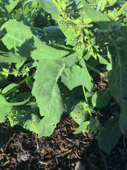Atriplex gmelinii alaskensis