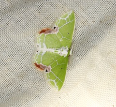 Protuliocnemis castalaria