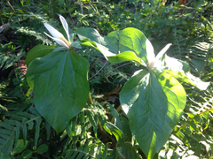 Trillium albidum