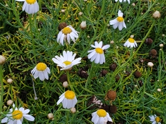 Argyranthemum frutescens