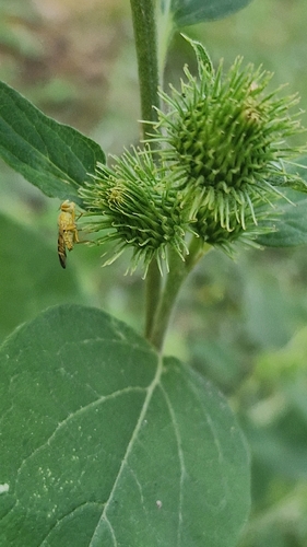 Banded Burdock Fly, 3744 KC Baarn, Netherlands, photo 4 of 10