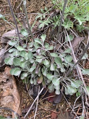 Packera antennariifolia