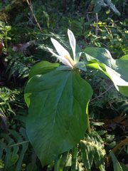 Trillium albidum