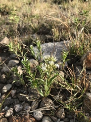 Declieuxia fruticosa