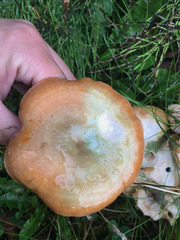 Lactarius aurantiosordidus
