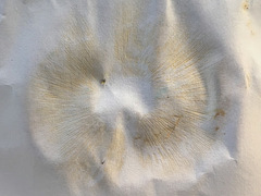 Lactarius aurantiosordidus