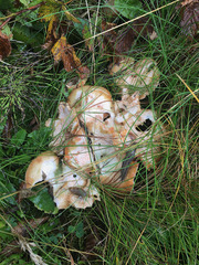 Lactarius aurantiosordidus