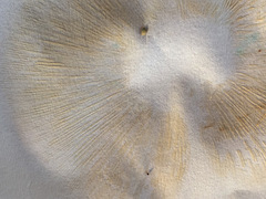 Lactarius aurantiosordidus