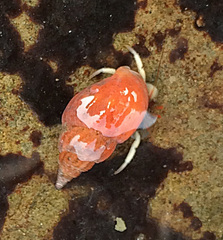 Amphissa versicolor image